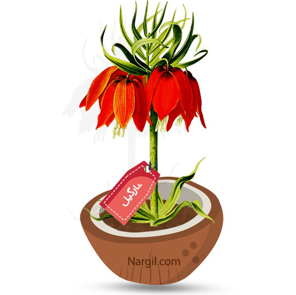  Nargil - Crown imperial